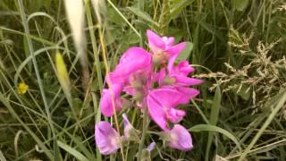 Cicerchia Lathyrus sathivus L medicinal plant [upl. by Aelam]