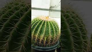 Golden Barrel cactus  Blooming after 15 years cactus shorts plant [upl. by Oigres]