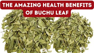 11 BENEFITS OF BUCHU LEAF FOR HEALTH [upl. by Elum]