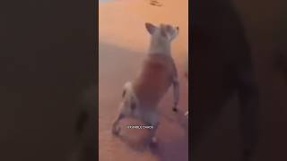 Look at this dog twerking 🤯😂funny pets funnyshorts [upl. by Aikehs450]