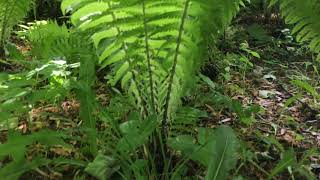 Matteuccia struthiopteris Ostrich Fern Helecho [upl. by Anwahsar]