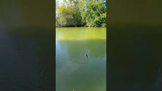 Pêche du poisson chat et de la carpe au coup  Une nouvelle vidéo disponible fishing carpe [upl. by Ahcsat674]