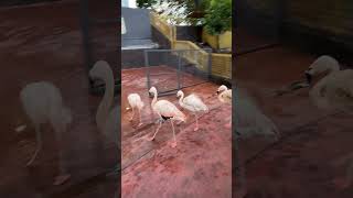 99 wonderland park flamingo wonderland Malaysia travel selayang shorts2024 [upl. by Affrica]