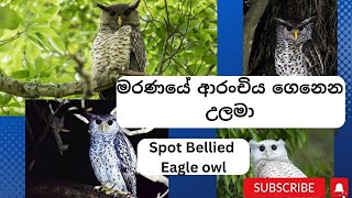 මරණයේ ආරංචිය ගෙනෙන උලමාSpot Bellied Eagle Owl [upl. by Arotahs]