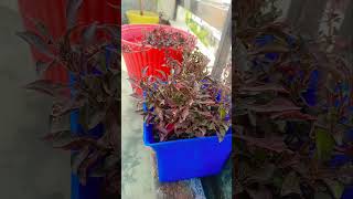 alternantheraytshorts plants trending garden getmyharvest preachandsaveplease subscribe 🙏 [upl. by Burford843]