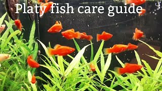 Platy fish care guide Feedingbreedingtank mates [upl. by Buyer]