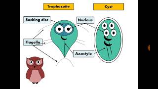 Stool Analysis 13 Giardia lamblia الجيارديا [upl. by Kassab652]