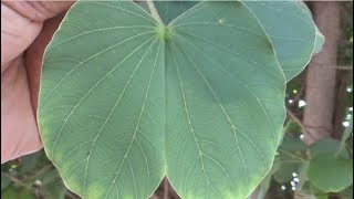 شجرة خف الجمل او بوهينية فريجاتا او خشب الابنوس الجبلي او شجرة الاوركيد Bauhinia variegata [upl. by Nenney]