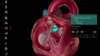 Virtuelna disekcija srcaAnatomija [upl. by Yddub]