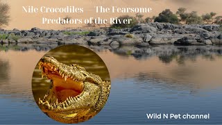 Nile Crocodiles The Ultimate River Predators [upl. by Roderigo]