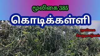 கொடிக்கள்ளி  sarcostemma acidum  Kodikkalli  அலசல்  Alasal [upl. by Bartel]