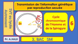 Cycles chromosomiques de lHomme et de la Spirogyre schématisation [upl. by Ingrim464]