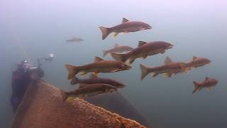 Isle Royale National Park Diving Expedition 2011 [upl. by Gnol]