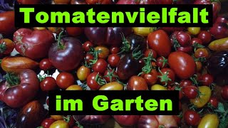 Zuviele Tomaten vorgezogen  die müssen irgendwo hin [upl. by Tiffanie427]