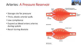 AampPII Cardio Arteries and Arterioles Part 1 [upl. by Srini]