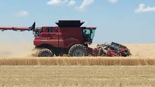 Case IH 9250 combines with 50 foot MacDon FD250 headers Wades Harvesting 2024 wheat harvest [upl. by Zwiebel]