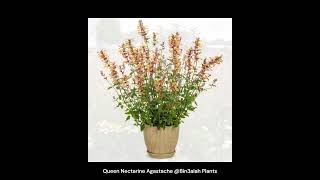 Queen Nectarine Agastache Bin3aiah Plants [upl. by Berriman19]