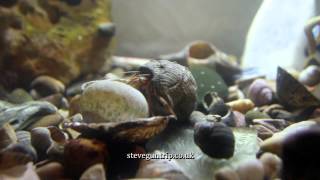 Pagurus Bernhardus Hermit Crab changes shell Slow motion at the end [upl. by Uyekawa]