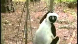 Zoboomafoo José Paradis [upl. by Tratner]