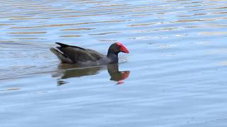 Swamphen sound [upl. by Eppilihp204]