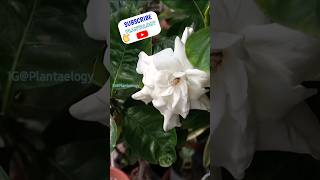 USE THIS SOIL for Lots of Flowers in Gardenia Plant [upl. by Albion]