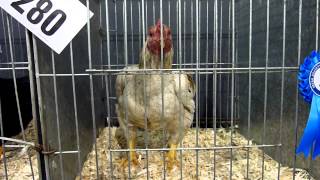 IRISH SOCIETY of POULTRY FANCIERS 2013  Bantam Indian Game [upl. by Tiras]