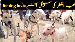 Eid special offers bully dog Vs kohati gultair doglover bullydogs germanshepherd [upl. by Abehsat349]