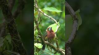 BrownEared Arasari Colorful Rainforest Birds of South America [upl. by Ettenahs]