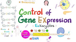 Epigenetics explained under a minute  biology genetics dna [upl. by Langille253]