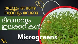 മണ്ണും വേണ്ട വളവും വേണ്ട ഇലക്കറികൾ എങ്ങനെ വളർത്താം l How to grow Microgreens [upl. by Ateiram]