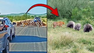 Third Angle of Famous LeopardBaboon Brawl and Same Leopard Hunting 3 Porcupines the Very Next Day [upl. by Fortunna]