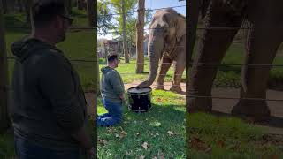 Adorable Elephant Learns to Play the Drums Elephants Shorts [upl. by Narad]