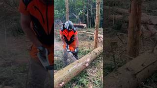 Power Of STIHL Chain Saw 🪚 Cutter Tree 🌴🌲 Cutting ✂️ Me STIHL Chine Saw chainsaw stihl machine [upl. by Chappelka]