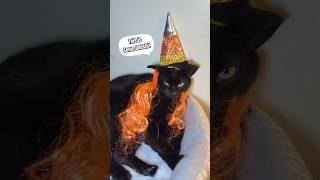 Nope not having it cat halloween cats catshort funny catmom halloweencostume [upl. by Aifas]