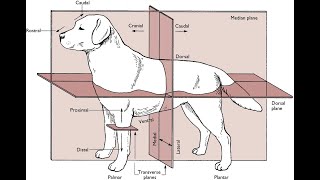 01 General Veterinary Anatomy directional terms amp anatomical planes [upl. by Con686]