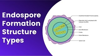 Endospore Formation Germination Structure Resistance Mechanism [upl. by Elna]