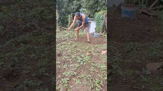 Amazing how to pak Choi in 40 Days planting pak choy at home seeds atill Harvest [upl. by Chadabe837]