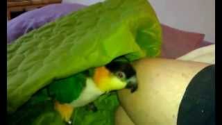 Squeaky Caique my pet parrot playing [upl. by Rodi4]