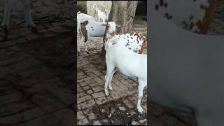 Barbare kassi bakre for sel  November131124  goat cow barbarigoat shortvideo viralvideo [upl. by Vladimir]