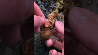 Rescuing Shrimp During Hailstorm 😱 shorts [upl. by Dyoll]