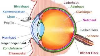 Anatomie des Auges für die Heilpraktikerausbildung [upl. by Corrianne372]