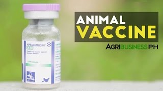 Animal Vaccine  Gumboro Animal Vaccine  Agribusiness Philippines [upl. by Auroora677]