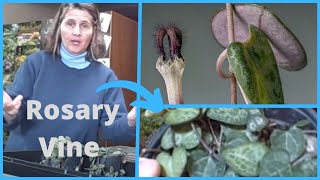 How to Propagate Ceropegia Rosary Vine A K A String of Hearts [upl. by Airdnala943]