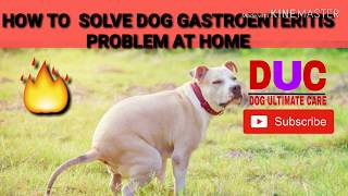 How To Solve Dog Gastroenteritis Problem at Home In Hindi  Dog Ultimate Care [upl. by Natalina411]