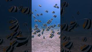 Such an epic moment viral scubadiving sea ocean amazing treasure bannerfish fish [upl. by Alayne]