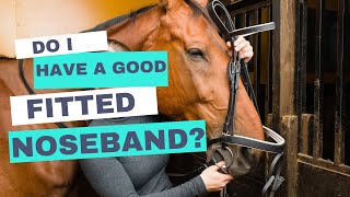 The Importance of a Properly Fitted Noseband Enhancing Comfort and Performance in Your Horse [upl. by Trofmoc]