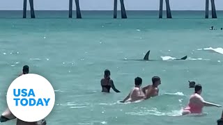 Shark swims close to a busy beach causing panic  USA TODAY [upl. by Emorej]