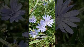 Chicory Cichorium intybus 🌺🌹🌼🌸 💐 kashmiribeauty flowers flowerplant shorts naats [upl. by Orlov]