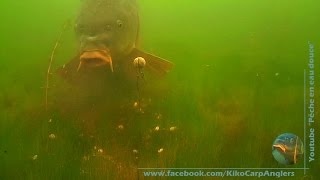 CARP HESITATION UNDERWATER VIDEO [upl. by Alaet]