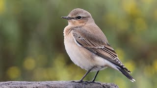 Northern Wheatear on Migration  British Birds [upl. by Masry789]